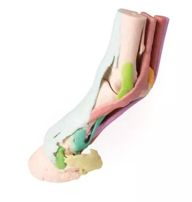 Foot of a horse as model - Model 1