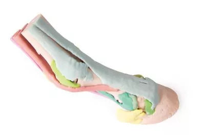 Foot of a horse as model - Model 1
