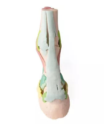 Foot of a horse as model - Model 1