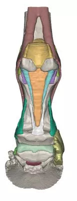 Foot of a horse as model - Model 2