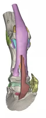 Foot of a horse as model - Model 3
