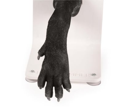 Bandage trainer canine paw