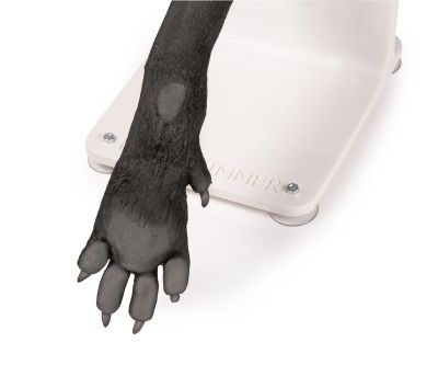 Bandage trainer canine paw