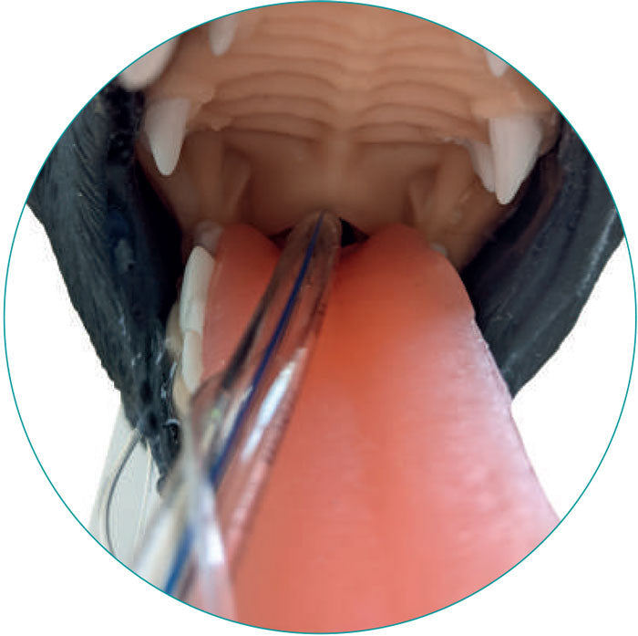 Canine Intubation Head | VET4600 Erler Zimmer - tongue