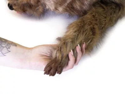 "Rocky" canine positioning manikin