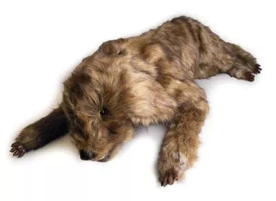 "Rocky" canine positioning manikin