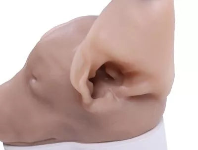 K9 Otoscopy Simulator