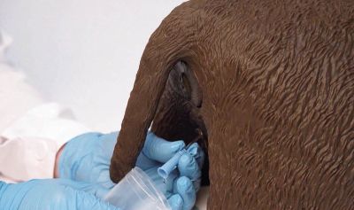 “Cathy” Female Dog Catheterization Simulator - Erler-Zimmer VET4690, view 6