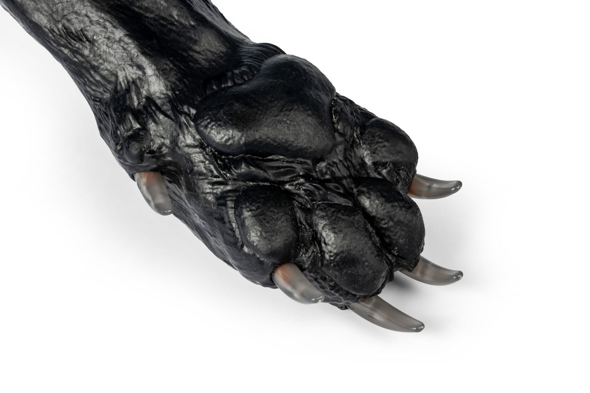 Canine Claw Trimming Paw
