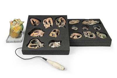 Canine Echocardiography Kit