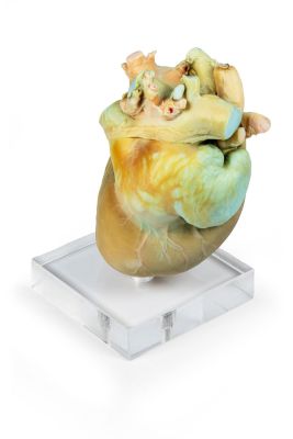 Canine Echocardiography Kit