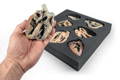 Canine Echocardiography Kit