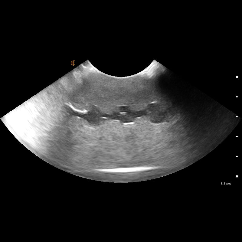 'Lillie' Canine Ultrasound Phantom Training Kit