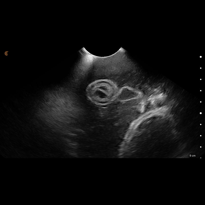 'Lillie' Canine Ultrasound Phantom Training Kit