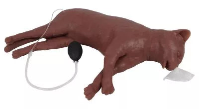 Feline CPR Manikin "CaPpeR"