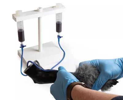 IV. Injection Leg Canine