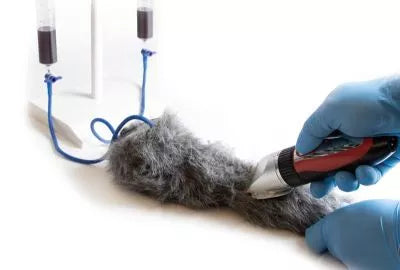 IV. Injection Leg Canine