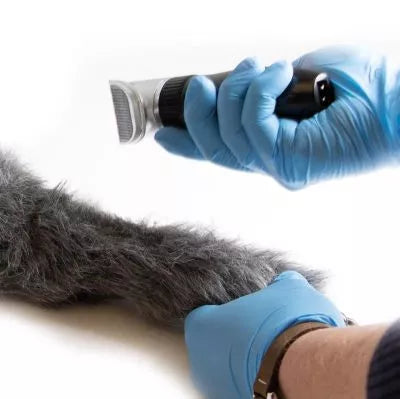 IV. Injection Leg Canine