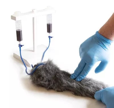 IV. Injection Leg Canine