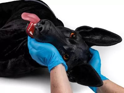 Military Working Dog Simulator - K9-Marshal