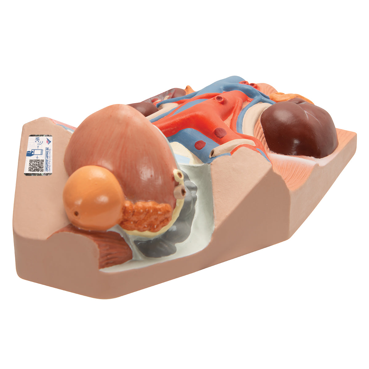 Male Urinary System Model, 3/4 Life-Size