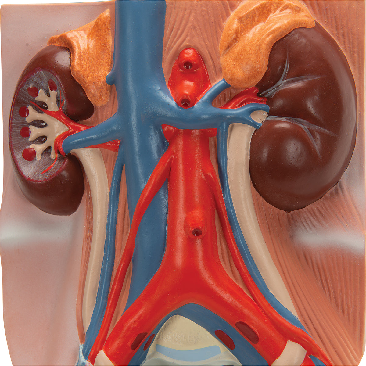 Male Urinary System Model, 3/4 Life-Size