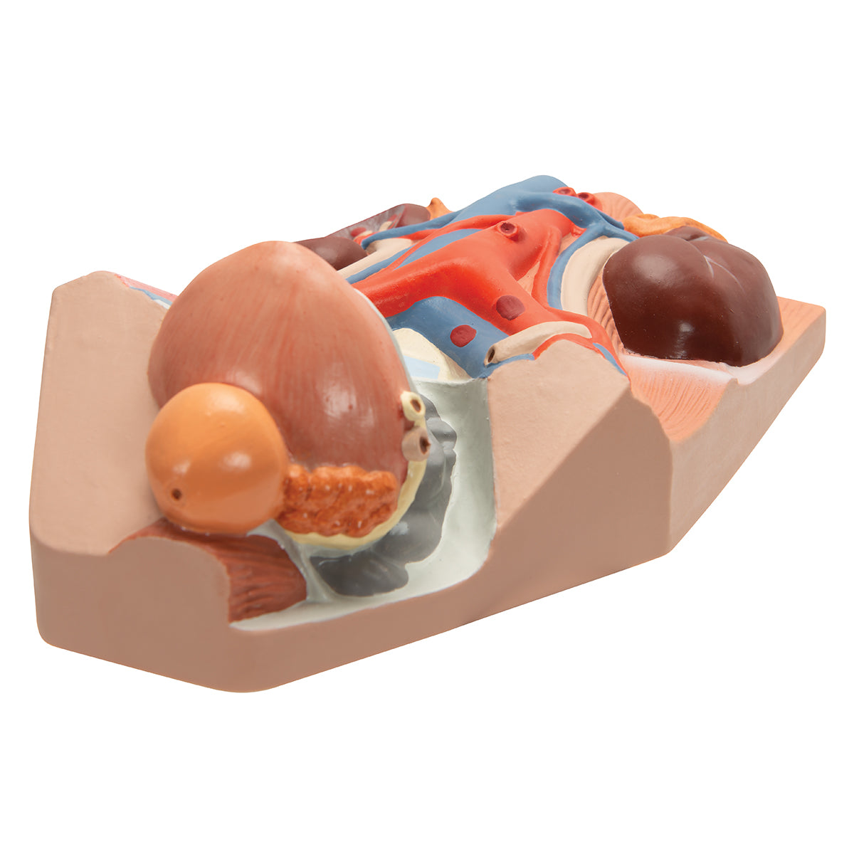 Male Urinary System Model, 3/4 Life-Size