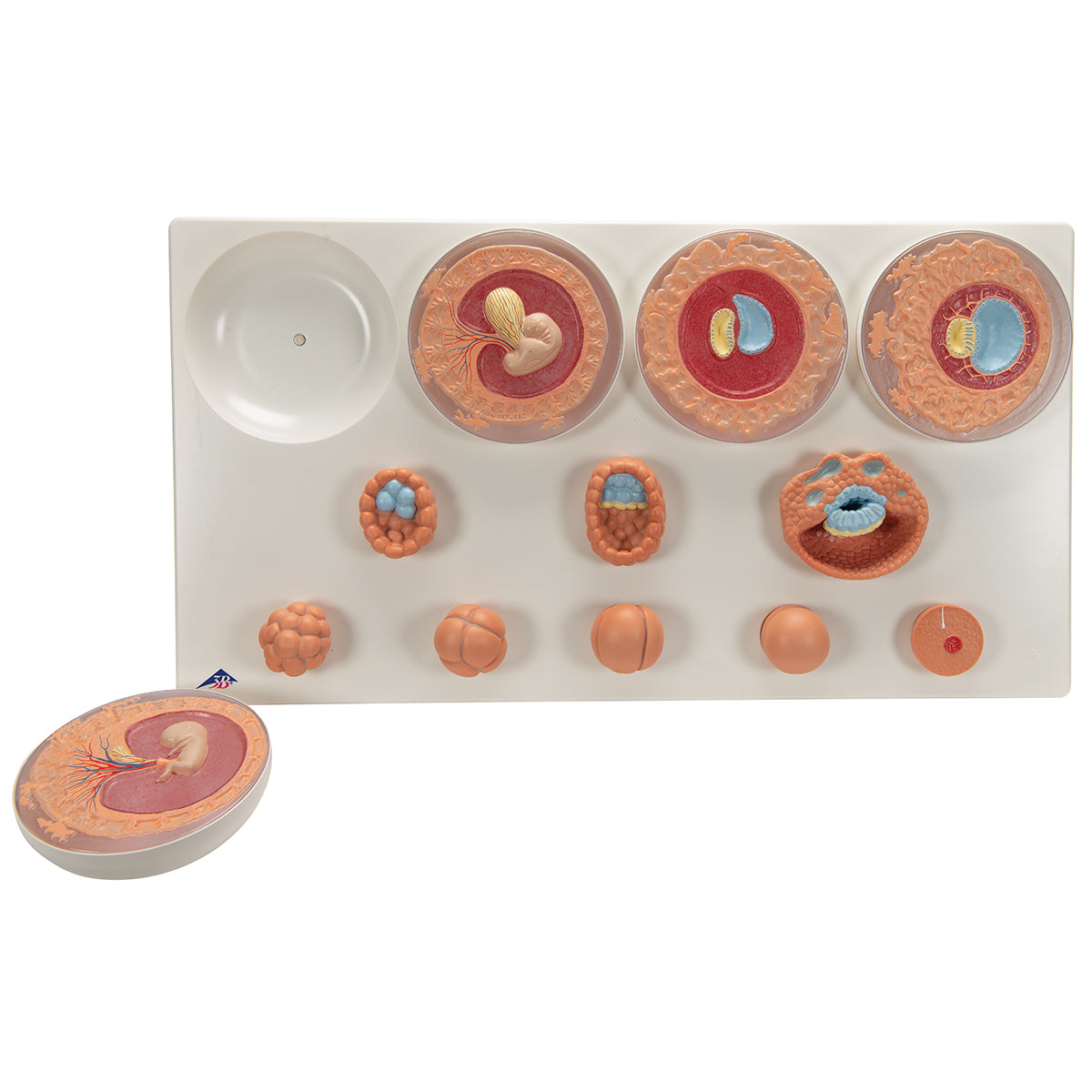 Embryonic Development Model in 12 Stages