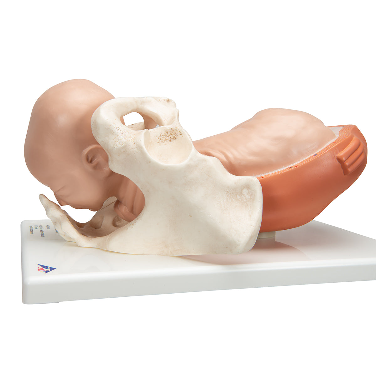 Birthing Process Model with 5 Stages