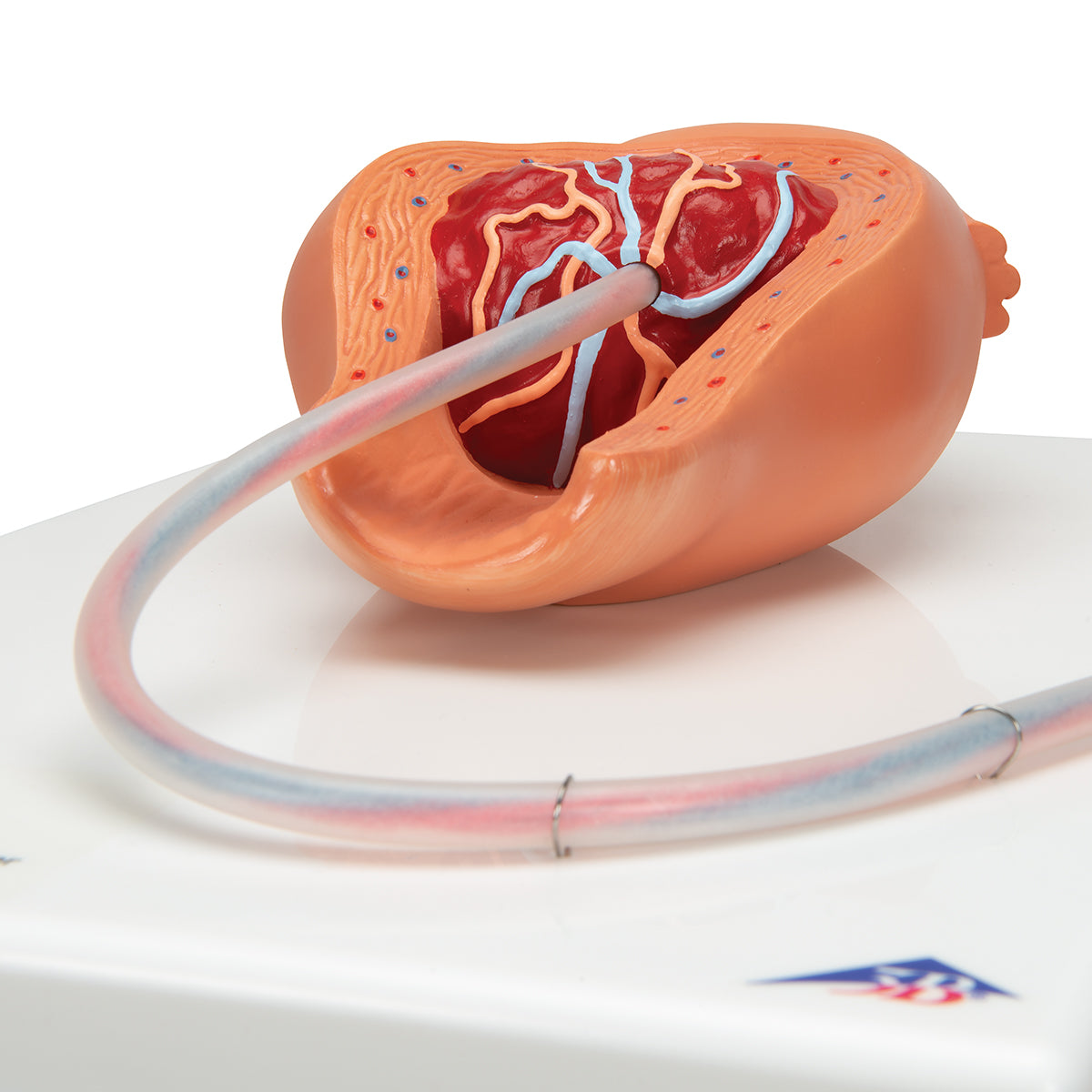 Birthing Process Model with 5 Stages