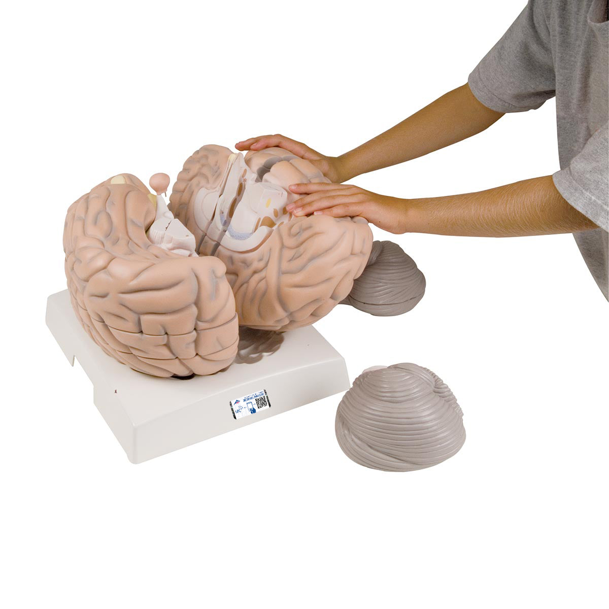 【超美品】PLUTONIUM BRAIN typeC 153cm Giant Human Brain Model, 2.5 times Full-Size, 14 part