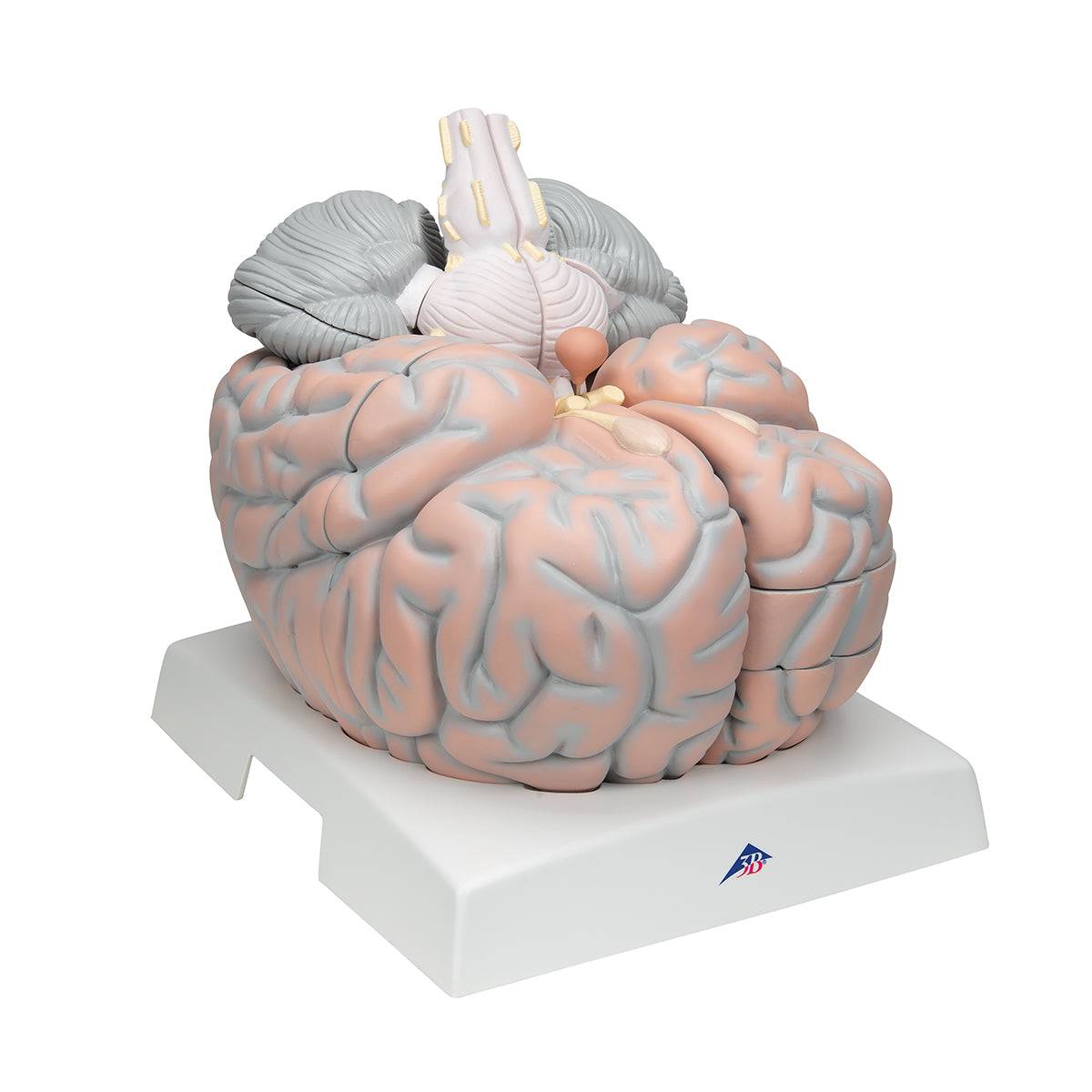 Giant Human Brain Model, 2.5 times Full-Size, 14 part