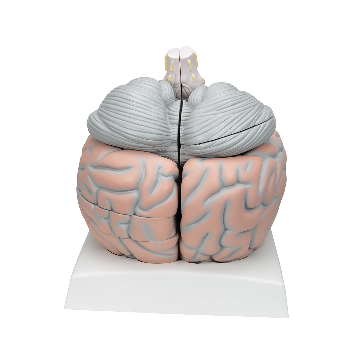 Giant Human Brain Model, 2.5 times Full-Size, 14 part