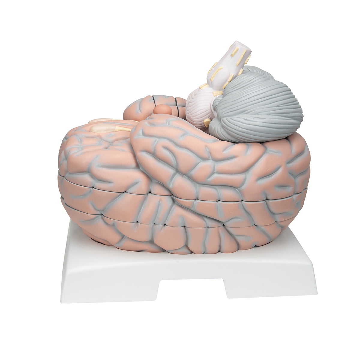 Giant Human Brain Model, 2.5 times Full-Size, 14 part
