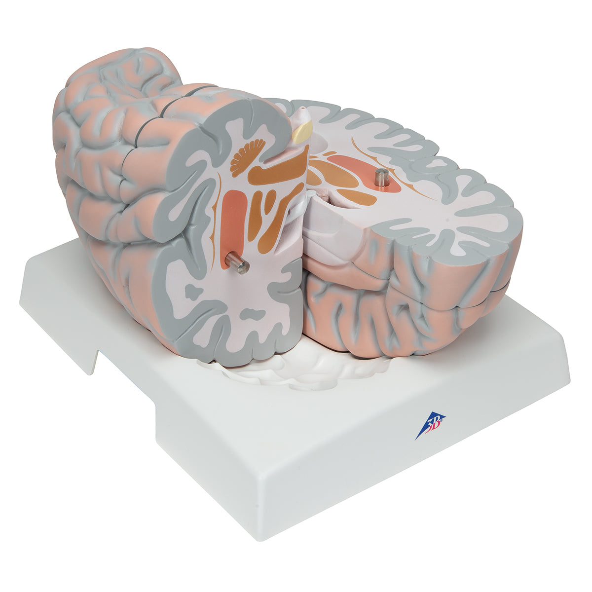 Giant Human Brain Model, 2.5 times Full-Size, 14 part