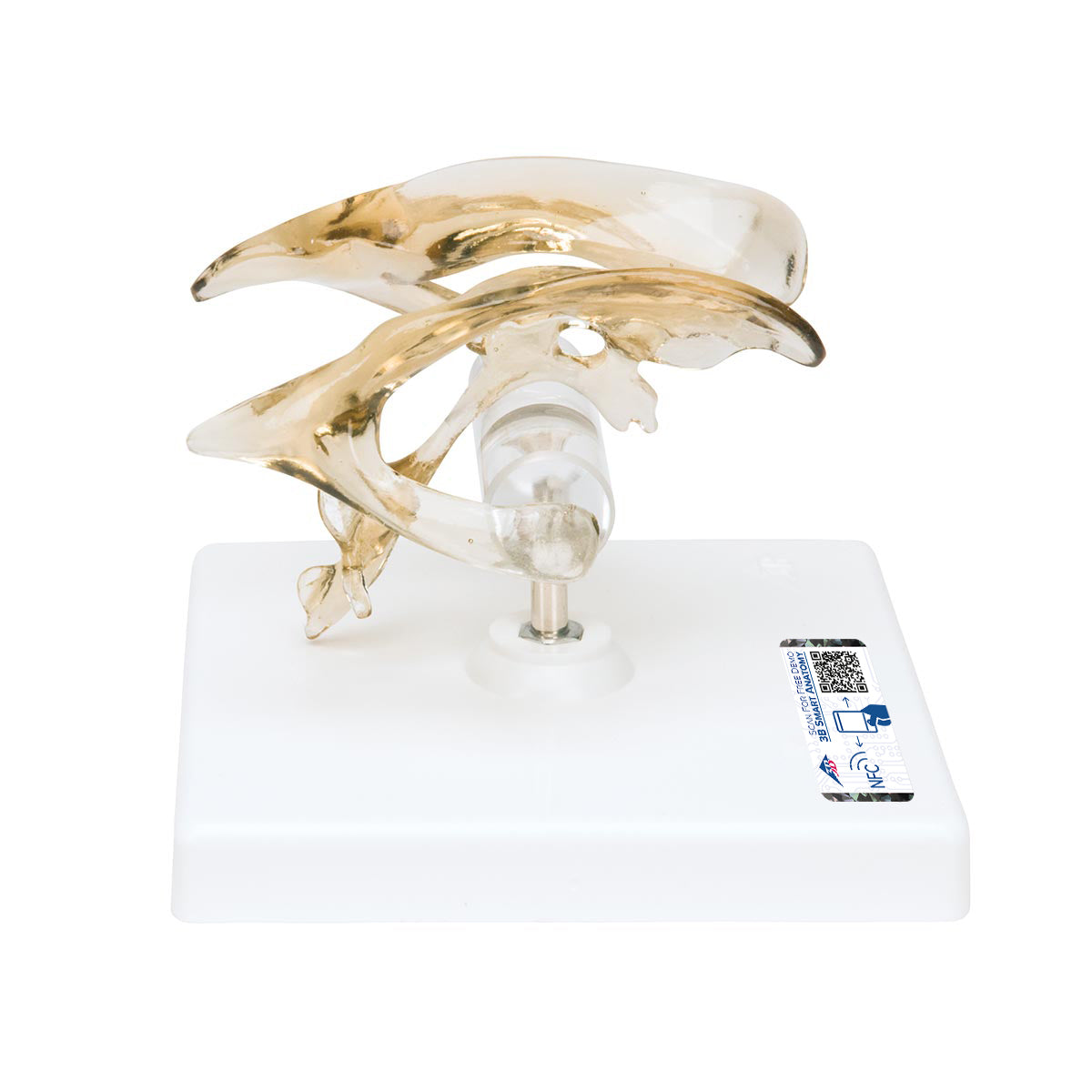 Human Brain Ventricle Model