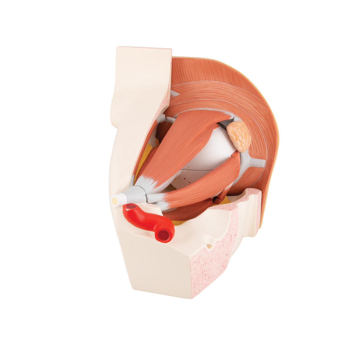 Human Eye Model, 5 times Full-Size, 12 part 5 - 3B Scientific VJ500A