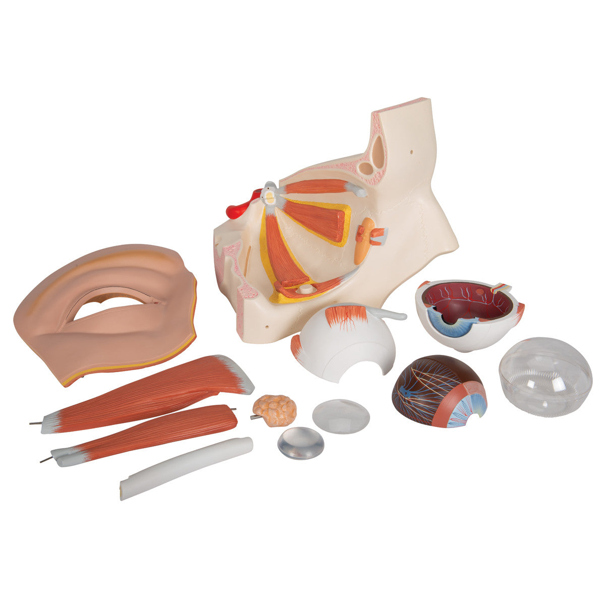 Human Eye Model, 5 times Full-Size, 12 part 6 - 3B Scientific VJ500A