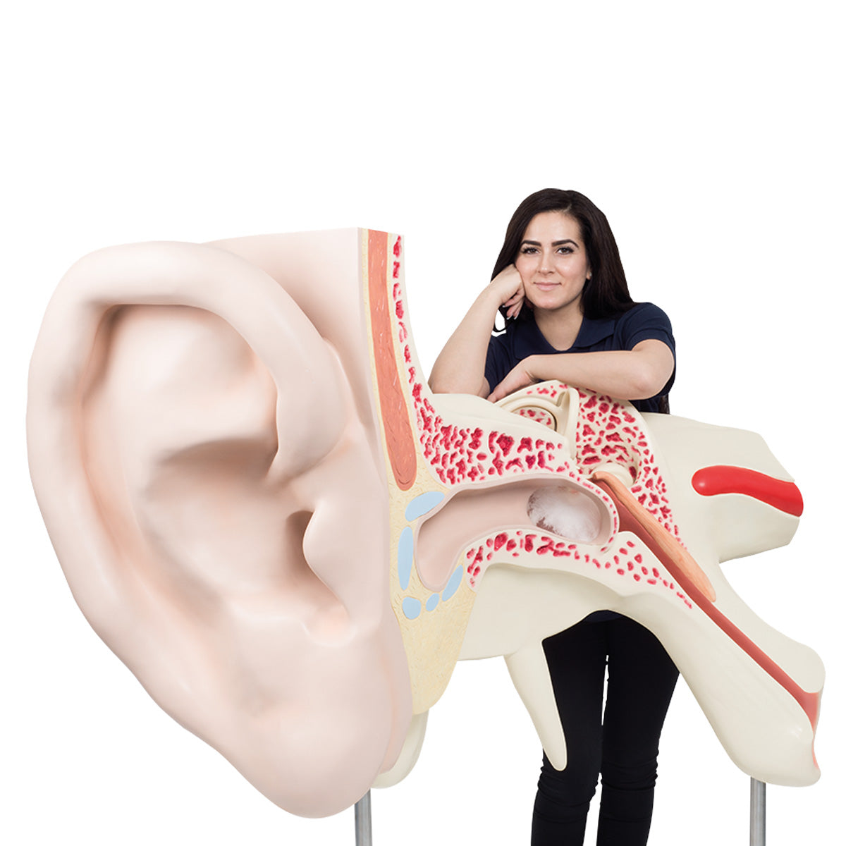 World's Largest Ear Model, 15 times Full-Size, 3 part