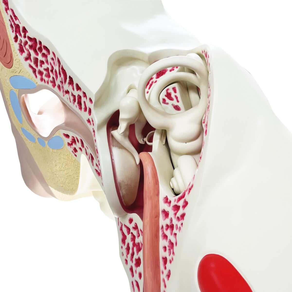 World's Largest Ear Model, 15 times Full-Size, 3 part