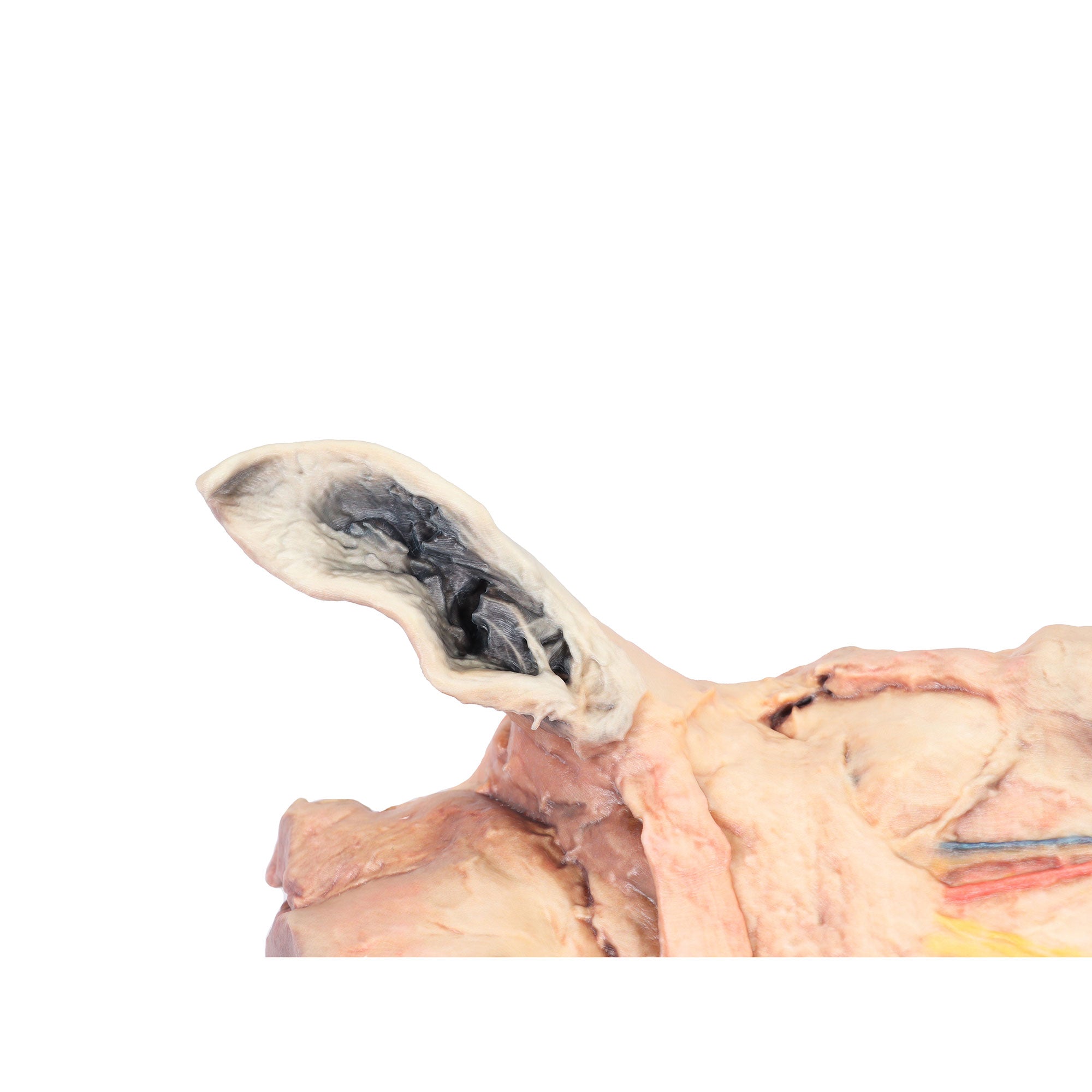 Horse sagittal half-head