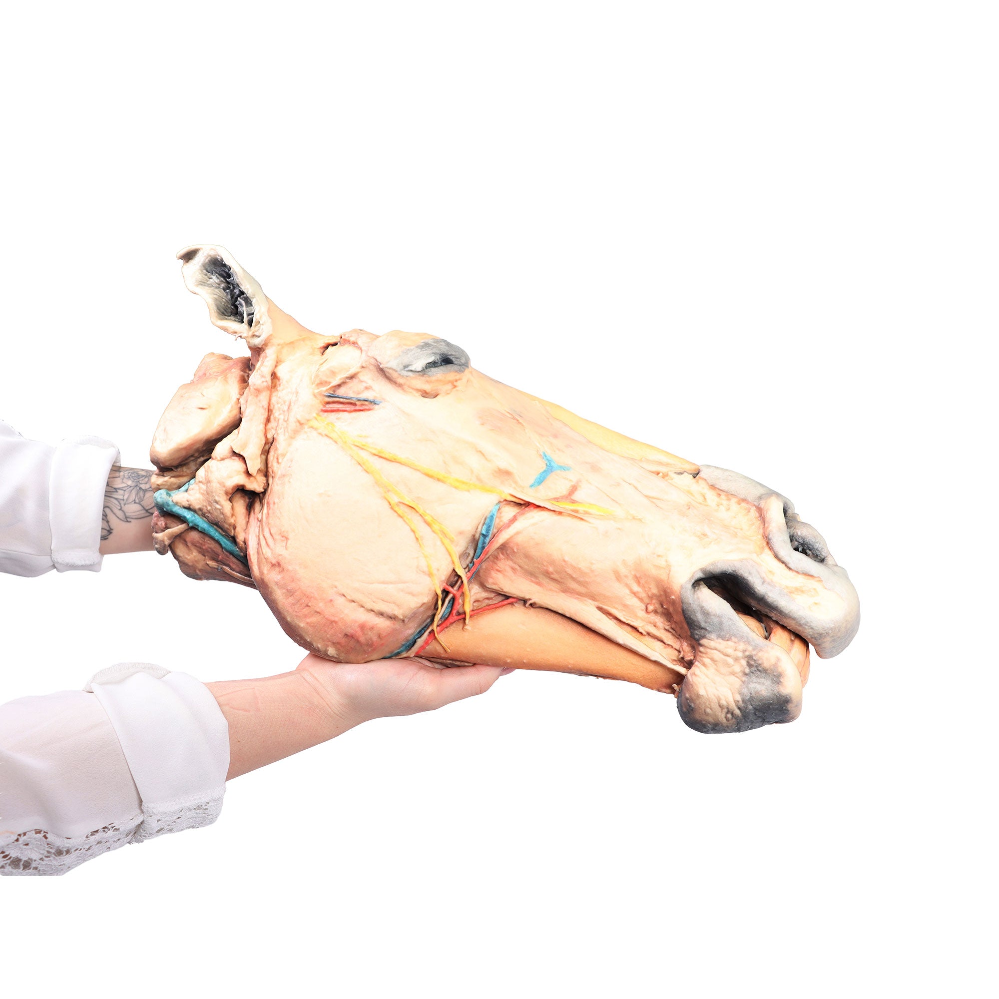 Horse sagittal half-head