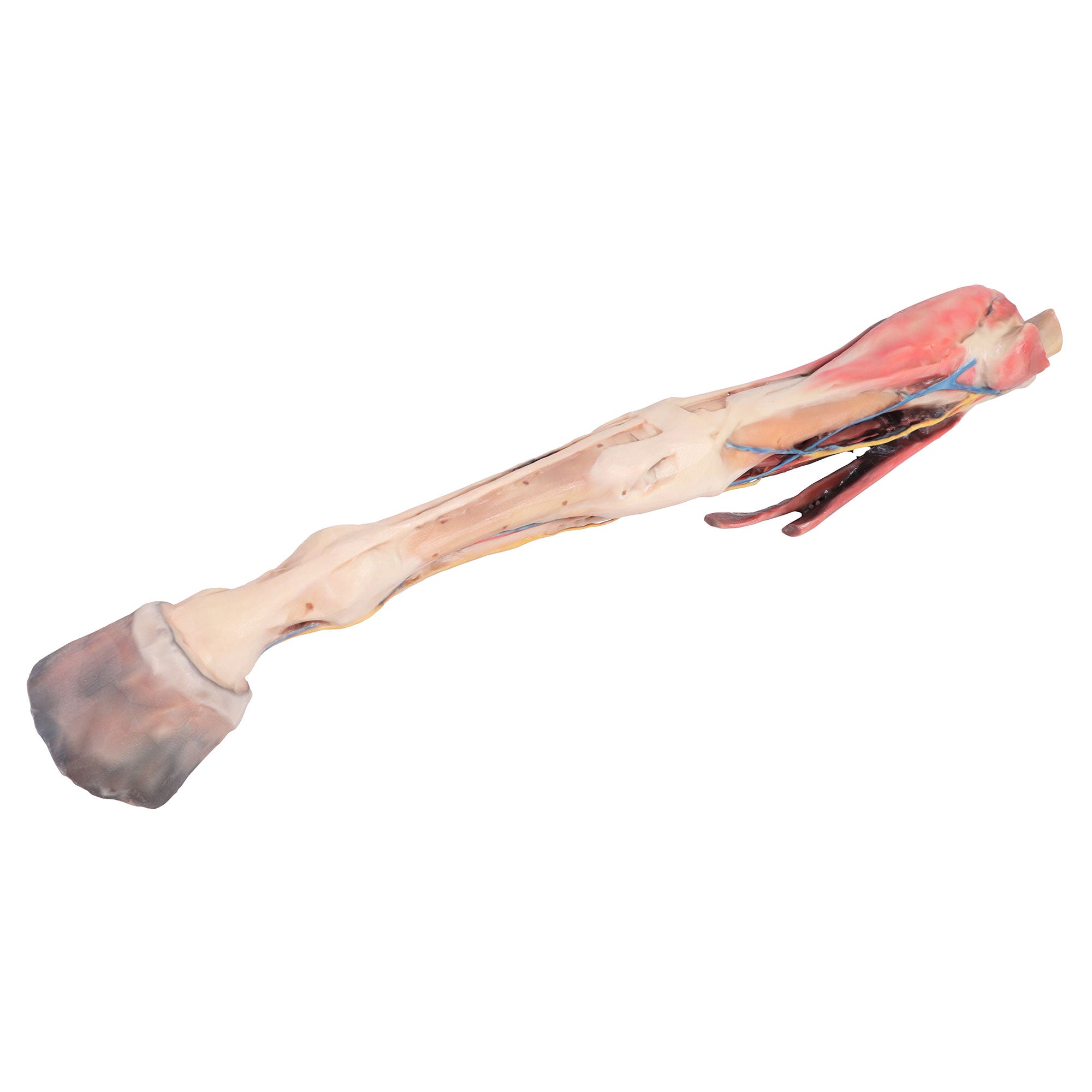 Horse forelimb - muscles, tendons, ligaments vessels and nerves distal to the stifle - 1/3 life-size