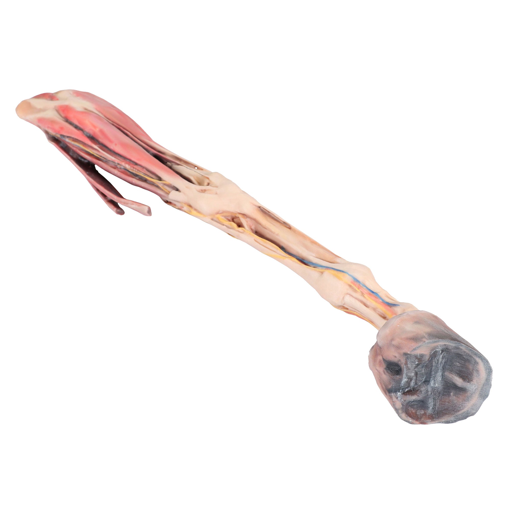 Horse forelimb - muscles, tendons, ligaments vessels and nerves distal to the stifle - 1/3 life-size