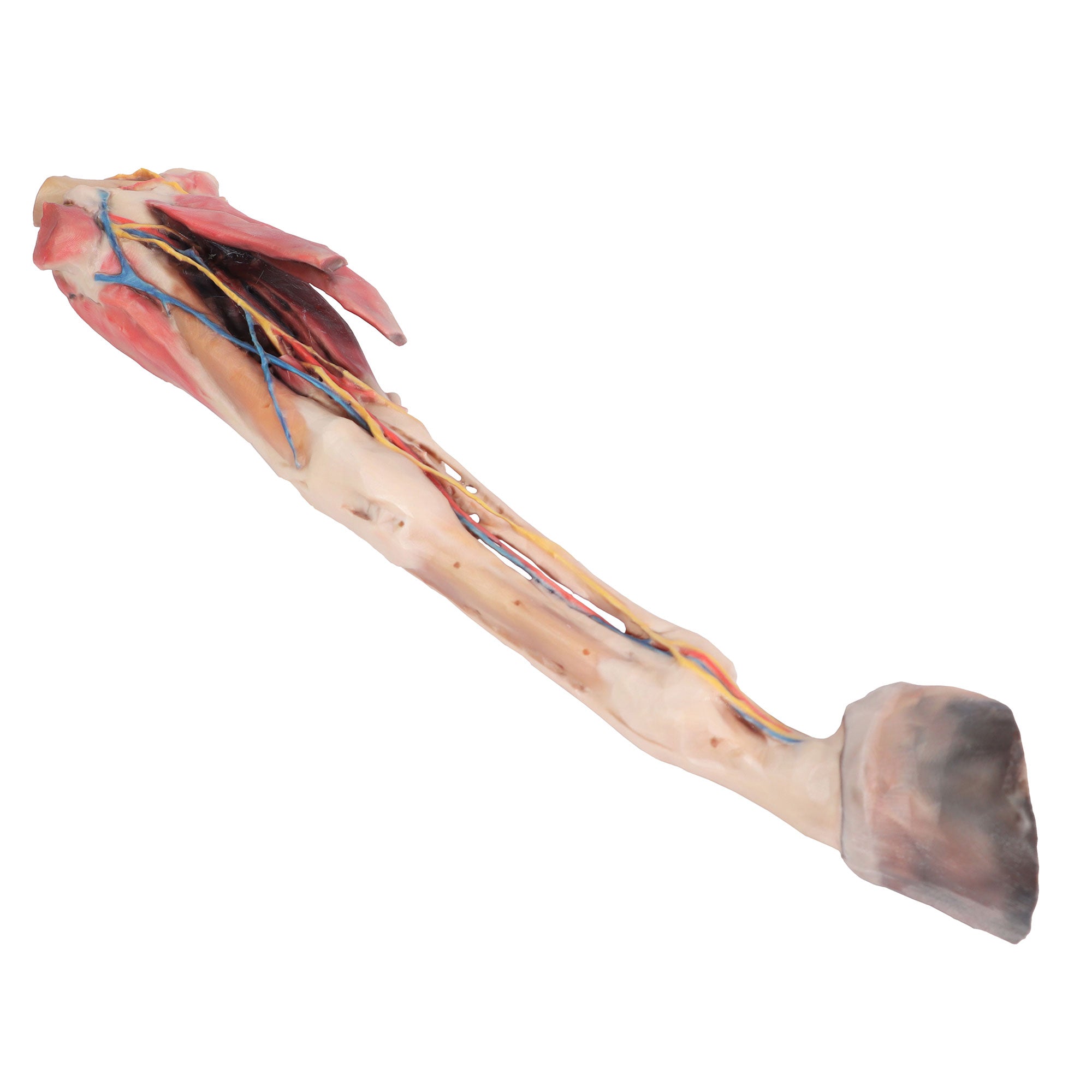 Horse forelimb - muscles, tendons, ligaments vessels and nerves distal to the stifle - 1/3 life-size