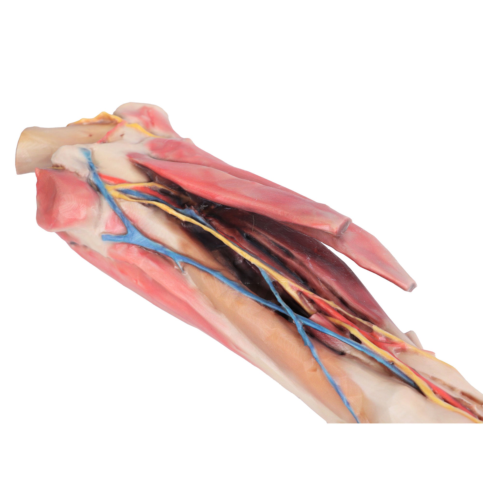 Horse forelimb - muscles, tendons, ligaments vessels and nerves distal to the stifle - 1/3 life-size