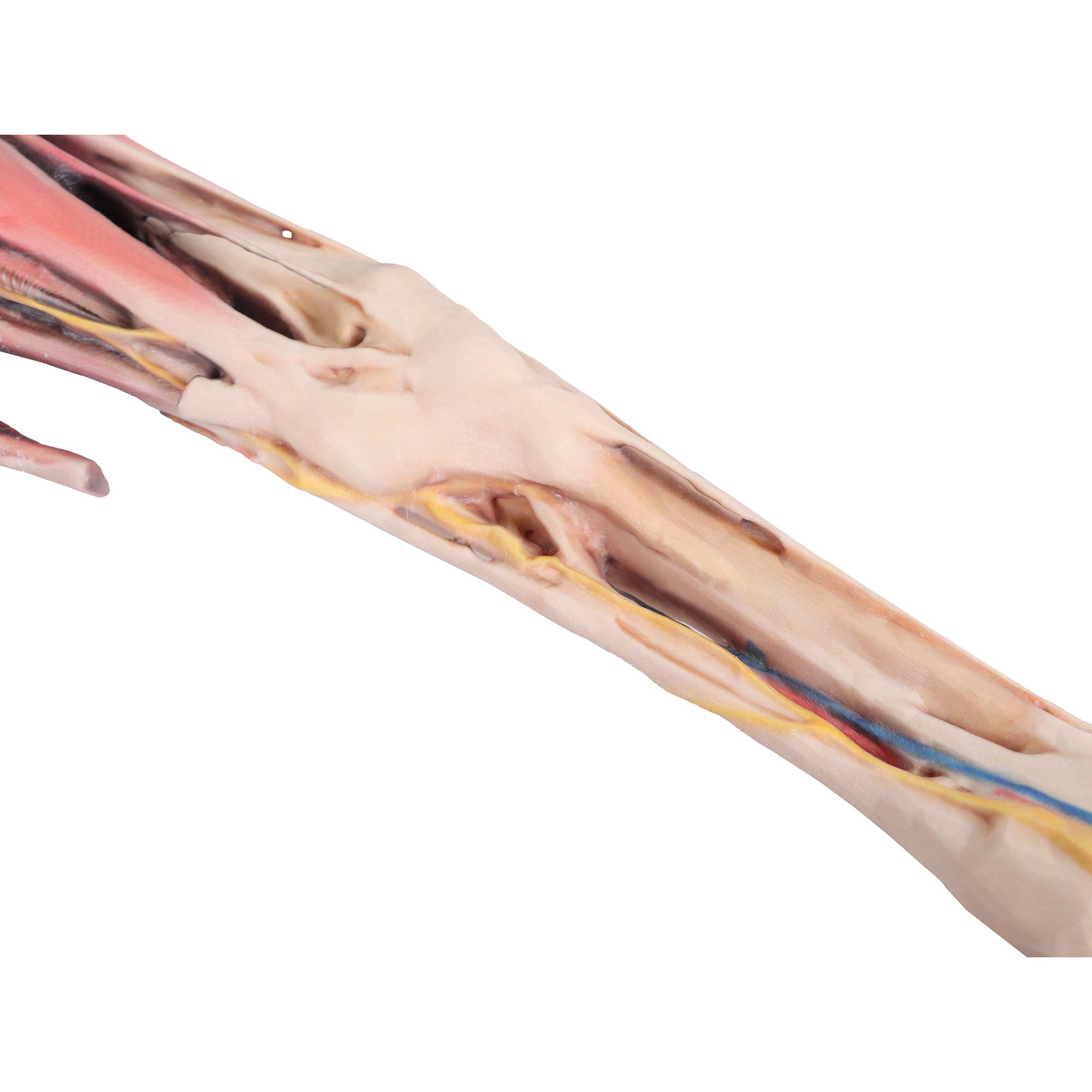 Horse forelimb - muscles, tendons, ligaments vessels and nerves distal to the stifle - 1/3 life-size