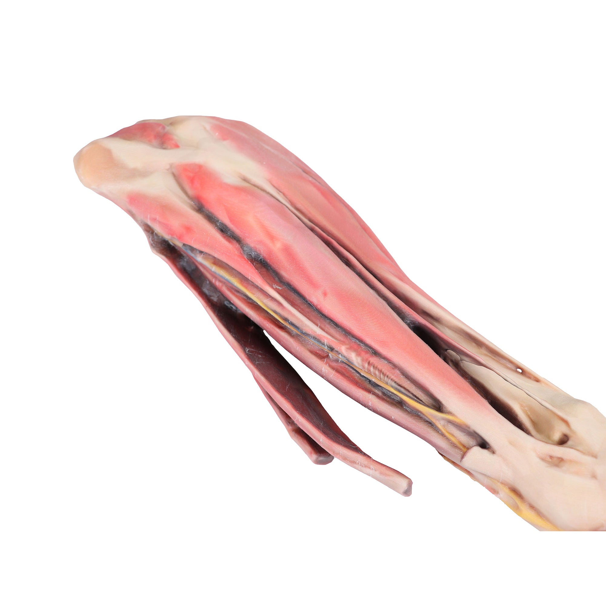 Horse forelimb - muscles, tendons, ligaments vessels and nerves distal to the stifle - 1/3 life-size