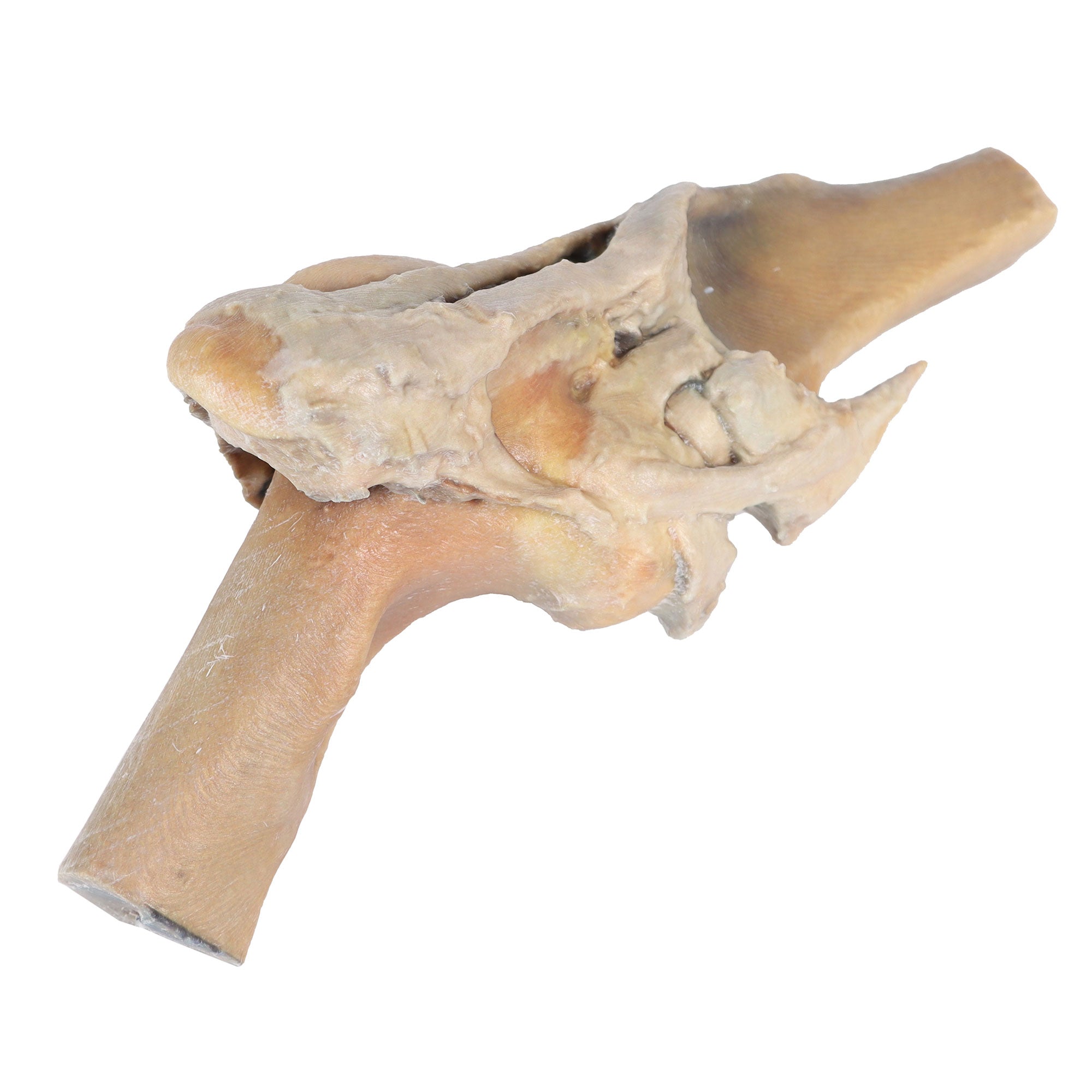 Horse stifle joint dissection