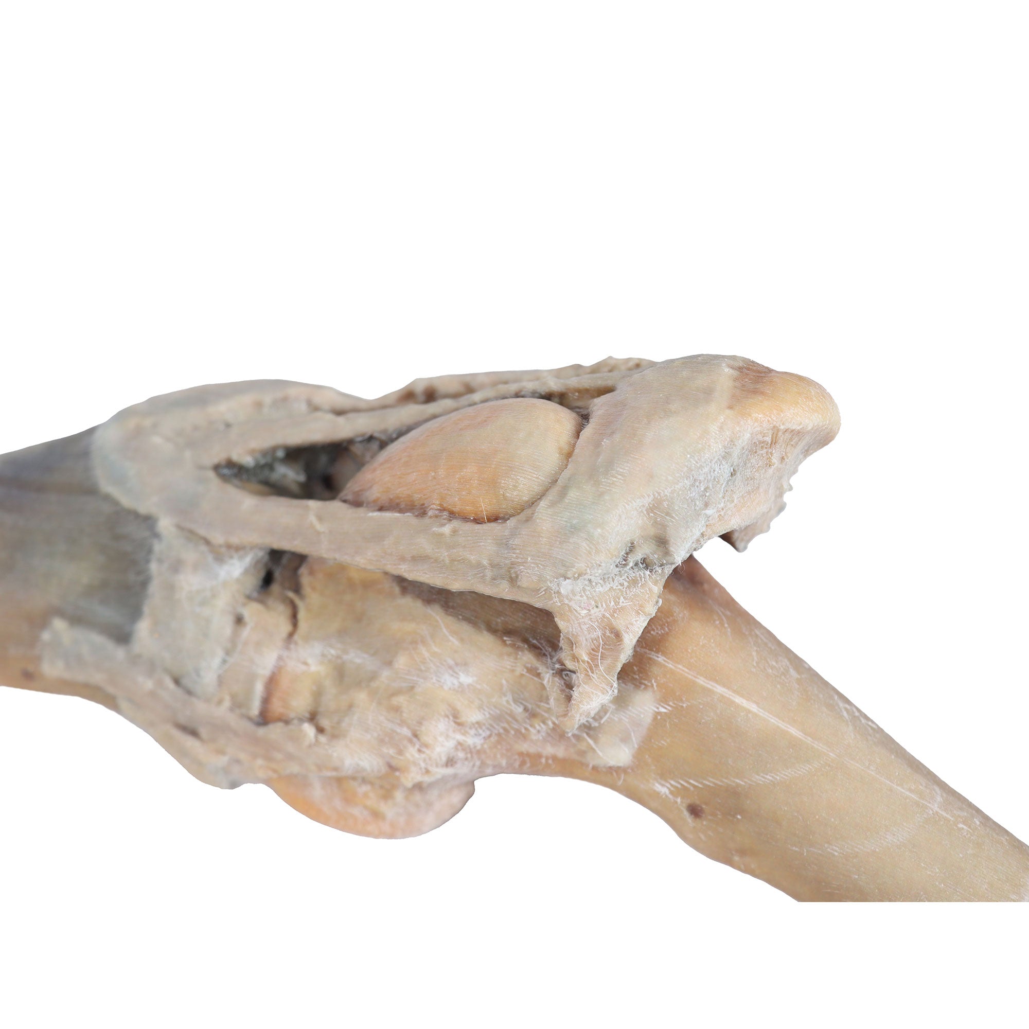 Horse stifle joint dissection